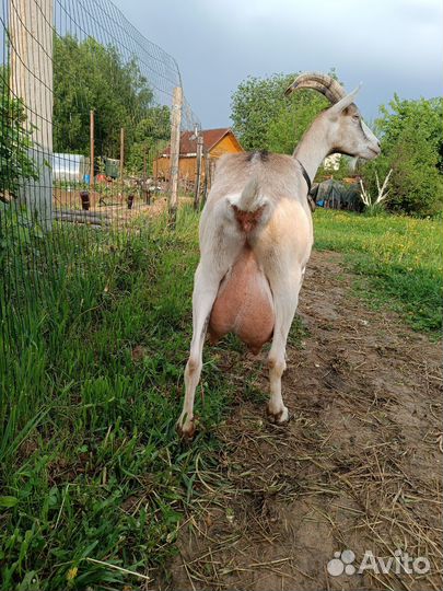 Коза дойная
