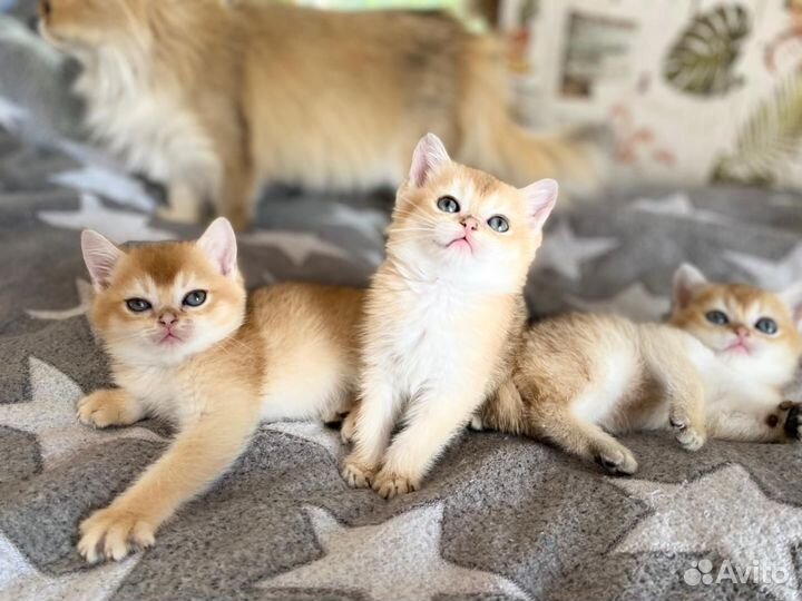 Девочки золотинки