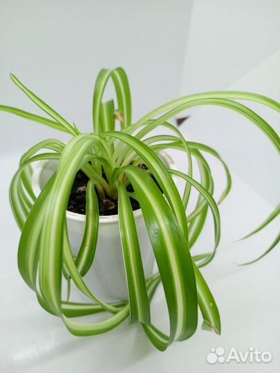 Фикус юкка женское счастье