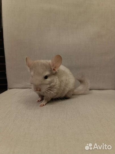 Шиншиллята 2 мес. мальчик и девочка