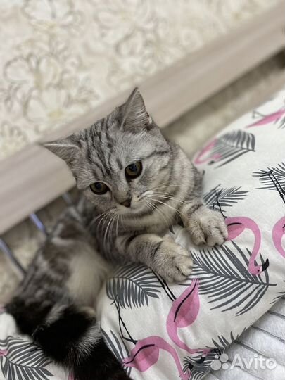 Британская