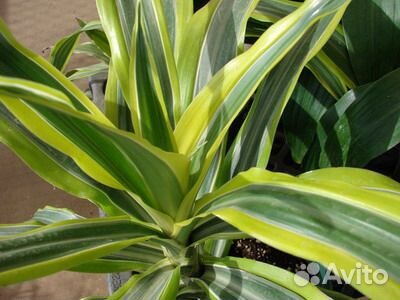 Комнатные растения цветы