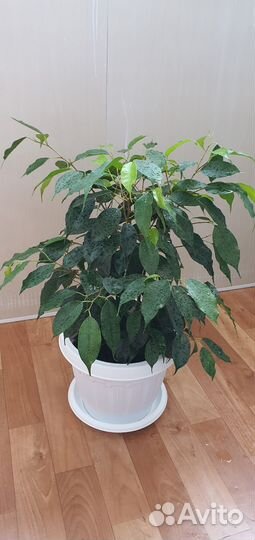 Фикус бенджамина