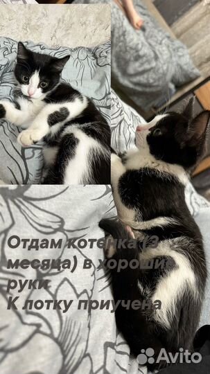 Котята в добрые руки девочка