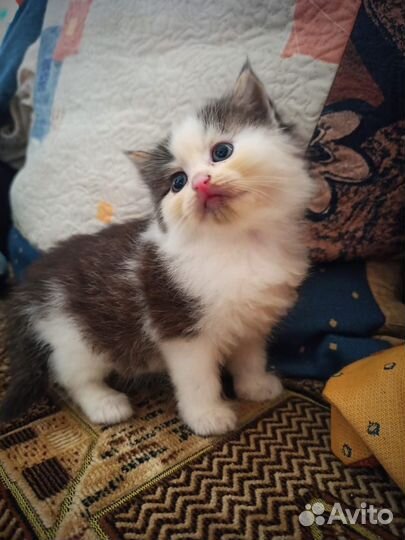 Котята отдам бесплатно