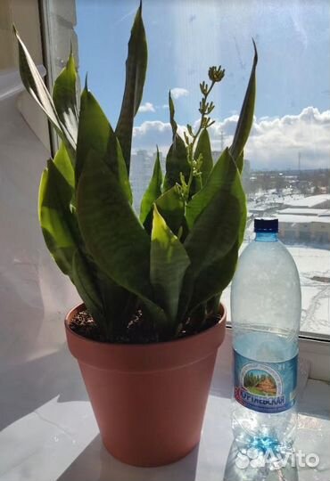 Сансевиерия щучий хвост