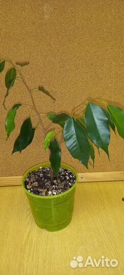 Фикус бенджамина
