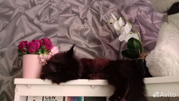 Кошка Мейн Кун