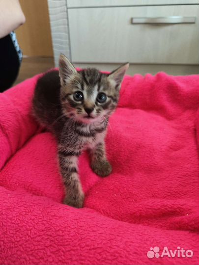 Кошка в дар