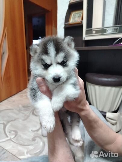 Щенки сибирской хаски