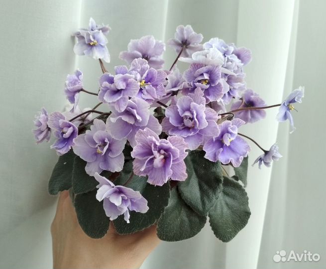 Детки сортовых фиалок