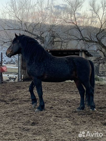 Жеребец тяжеловоз