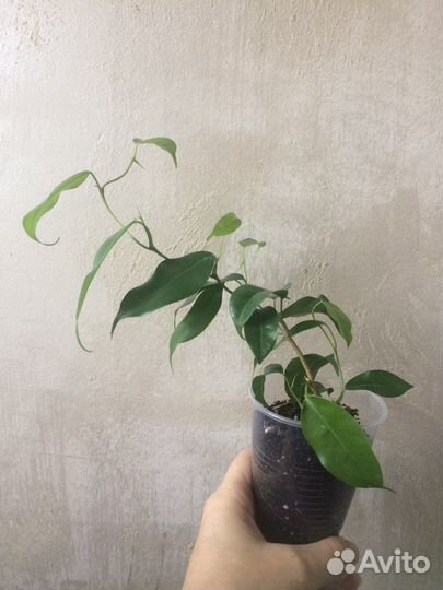 Фикус Вианди