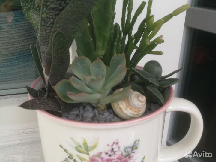 Суккуленты