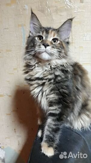 Котята мейн-кун