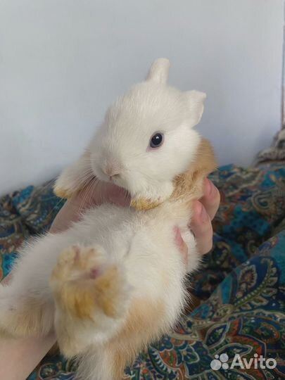Карликовый декоративный кролик, 1 месяц