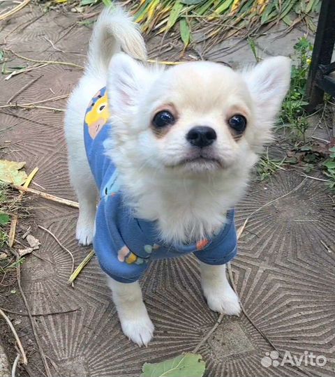 Мальчик чихуахуа документы РКФ