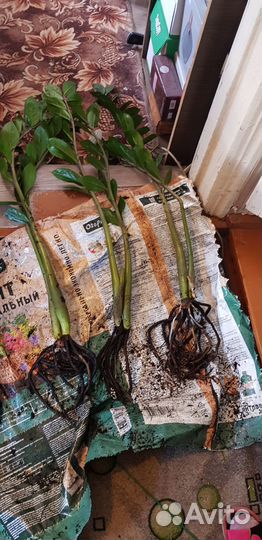 Продам цветы комнатные