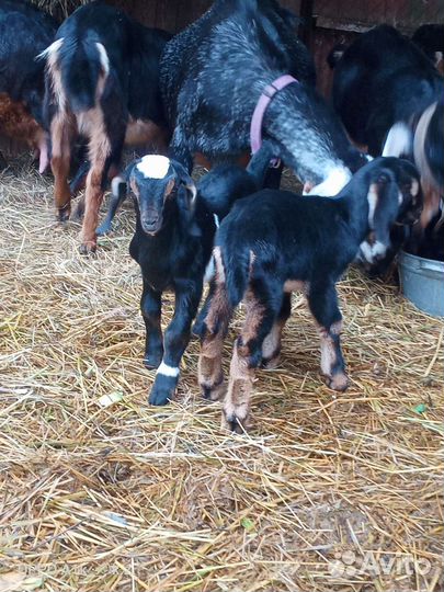 Нубийские козлята. Козлик и козочка