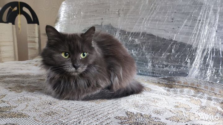 Кошка Нибелунг в дар