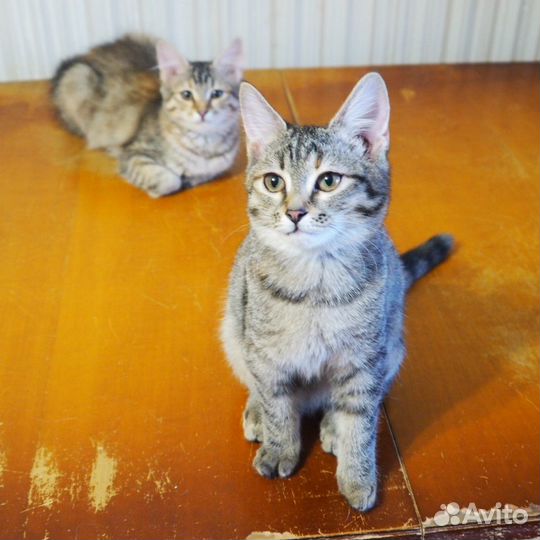 Редкая двупалая кошка Яна из приюта