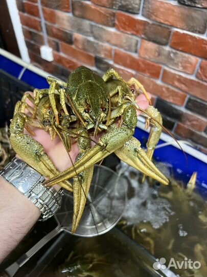 Живые и вереные раки