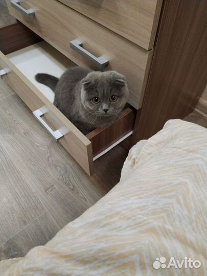 Шотландская вислоухая кошка