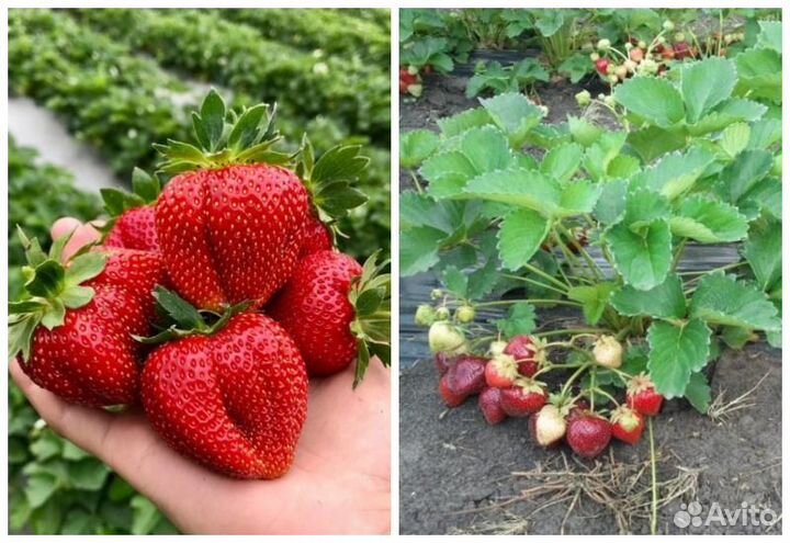 Продам рассаду клубники