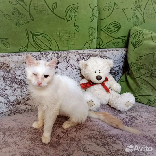 Кошка в дар