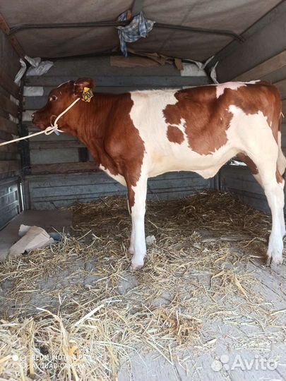 Телята симменталы