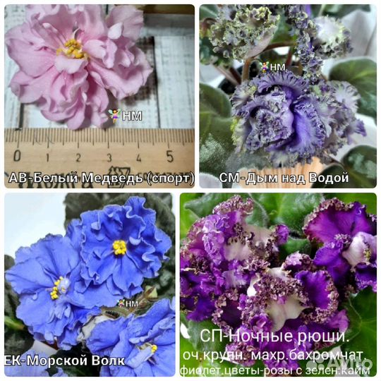 Сортовых фиалок листики (черенки) с детками