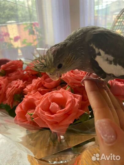 Птенец кореллы птенец