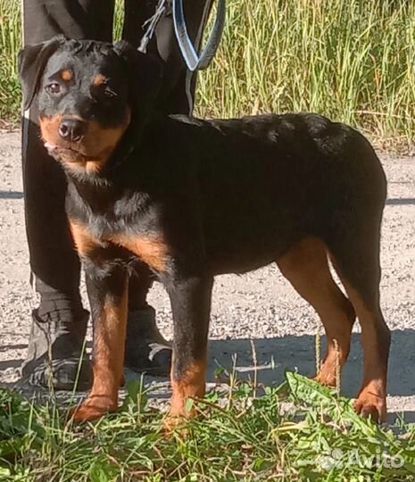 Подрощенные щенки