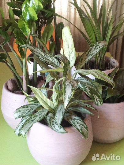 Каланхоэ алоэ, гиппеаструм