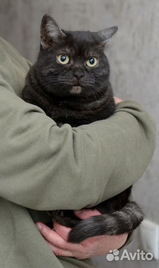 Шикарная кошка окрас черный дым ищет дом