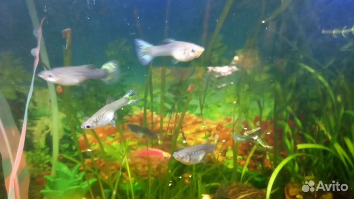 Аквариумные рыбки гуппи и улики