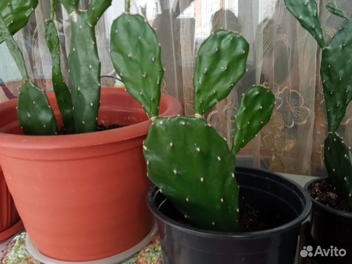 Кактус опунция большой