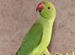 Птенцы ожерелового попугая
