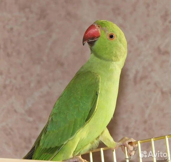 Птенцы ожерелового попугая