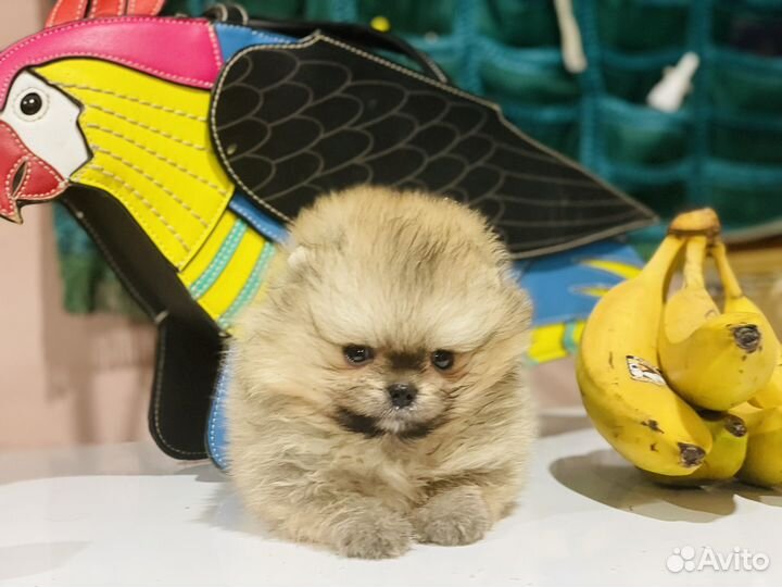 Рыжая девочка помераночка