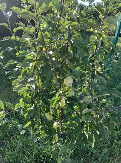 Дом 41 м² на участке 43 сот.