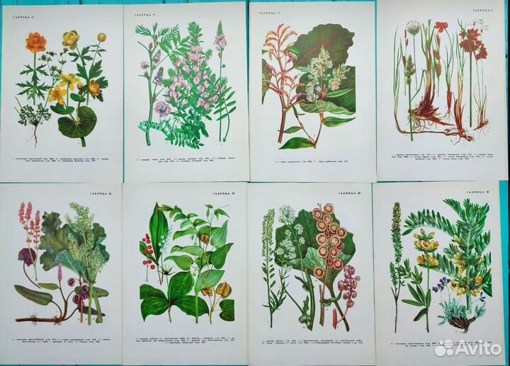 Ботанические иллюстрации