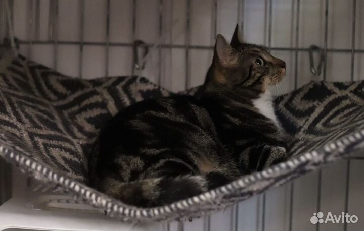 Котик-пацифист в поисках своего дома