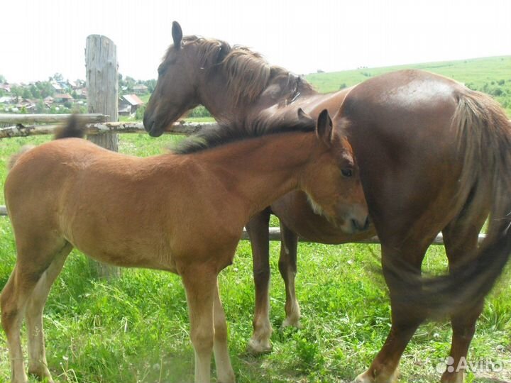 Продам лошадь