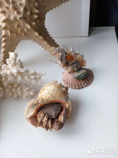 Морской коралл, звезда и ракушки