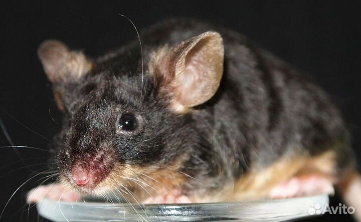 Декоративные сатиновые мыши (сиамские, тигровые, з