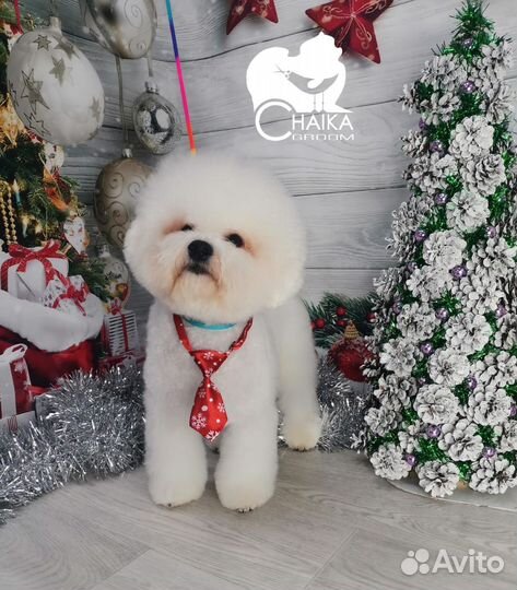 Бишон фризе вязка