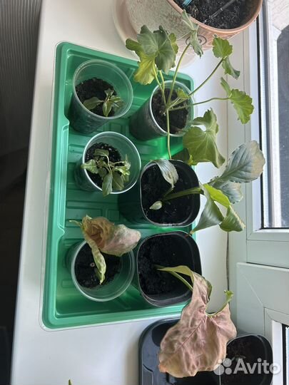 Комнатные цветы