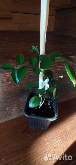 Тропические комнатные растения