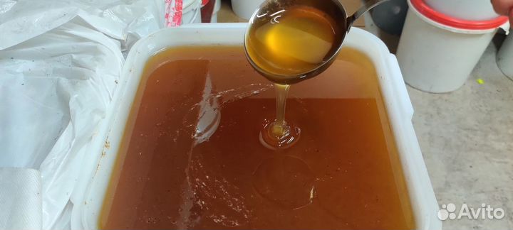 Свежий мед с Алтая оптом